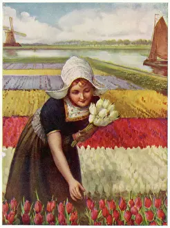 Prints of A Dutch girl in traditional dress picks tulips near a canal, with the obligatory windmill and barge in view Netherlands Prints: Dutch Girl & Tulips Print