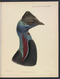 Dwarf cassowary by JG Keulemans Dwarf cassowary by JG Keulemans