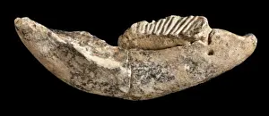 Prints of Tooth and jawbone of the dwarf elephant Palaeoloxodon cypriotes, between 10, 000 and 800, 000 years old Related Prints: Dwarf Elephant Tooth and Jawbone Print