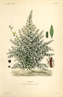 Dyer's madder or common madder, Rubia Dyer's madder or common madder, Rubia