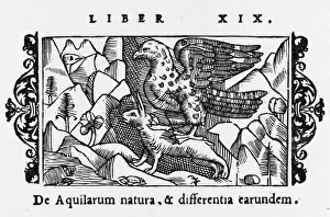 Scandinavian Eagle Catches Hare Print 1555