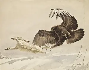 Prints of An Eagle swoops to catch a fleeing Arctic Hare in its outstretched talons. Watercolour painting by Raymond Sheppard Arctic Hare Prints: Eagle Chasing an Arctic Hare Print