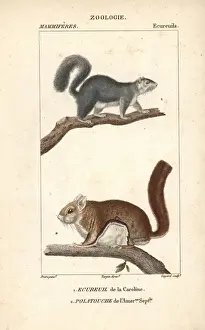 Natural History Illustration Art Prints: Eastern gray squirrel, Sciurus carolinensis
