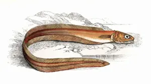 Marine Life In The 1860s Prints: Echiodon dentatus, or Drummonds Echiodon
