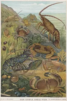 Edible Shellfish Print - Lobster, Crab, Shrimps and Crayfish