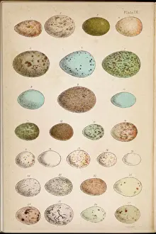 Eggs Print of 24 Birds
