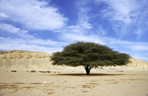 Egypt - Acacia tree in Arabian desert Egypt - Acacia tree in Arabian desert