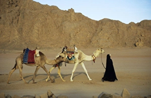 Egypt - Bedouin woman returns home with camels Egypt - Bedouin woman returns home with camels