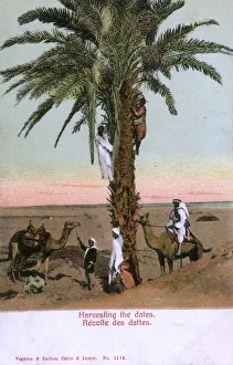 Egypt - harvesting dates from a date palm tree Egypt - harvesting dates from a date palm tree