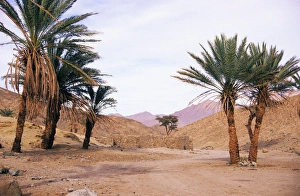 Egypt - Palm trees near ancient water-well Egypt - Palm trees near ancient water-well