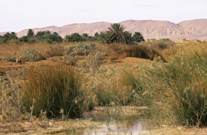 Egypt - a typical uninhabited oasis on a salty Egypt - a typical uninhabited oasis on a salty