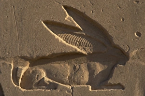Egyptian Art. Relief depicting a hare, the sacred animal of Egyptian Art. Relief depicting a hare, the sacred animal of