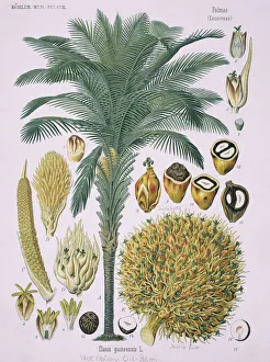 Elaeis guineensis Jacq., African oil palm Elaeis guineensis Jacq., African oil palm