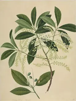 Botanical Drawings China Prints: Elaeocarpus sp