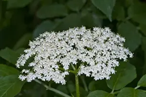White Flowering Shrub Prints: Elderflower