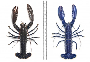 Electric-blue European lobster Electric-blue European lobster