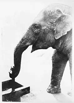 Prints of An elephant having a drink, happily dipping its trunk into a water trough in Tokyo Japan Tokyo Prints: Elephant Drinking Print, Tokyo Japan