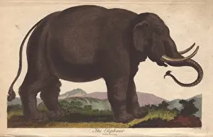 Ebenezer Sibly Prints: Elephant, Elephas maximus