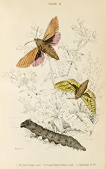 Vintage Insect Prints: Elephant Hawk Moth