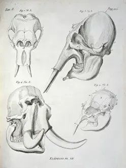 Prints of Including Elasmotherium sibircum (giant rhinoceros). Illustration from Recherches sur les ossements fossiles de quadrupcdes, by Georges Cuvier, first published in 1812 Related Prints: Elephant and Elasmotherium Skull Print, 1812
