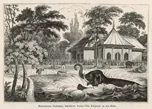 Elephant in a Regent's Park Bath Print C1840