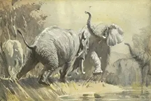 Raymond Sheppard Artwork Prints: Elephants Fighting