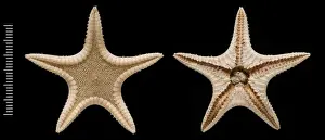 Invertebrate Animals Prints: Elginia