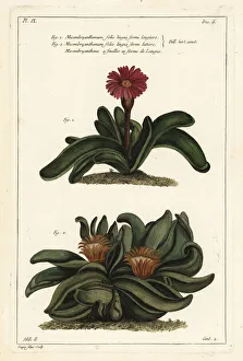Elkhorn plant, Rhombophyllum dolabriforme Elkhorn plant, Rhombophyllum dolabriforme