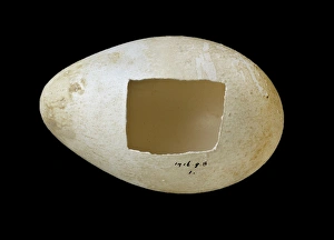 Emperor penguin egg Emperor penguin egg