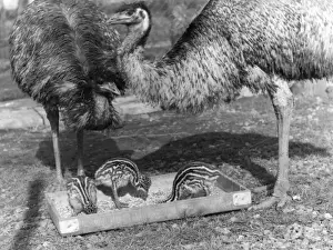Australian Wildlife Prints: Emus and Chicks