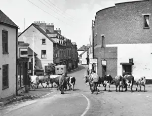 Prints of Cattle being driven through the ancient town of Watchet Somerset, an interesting old seaport Cattle Prints: Watchet Cattle Print, England
