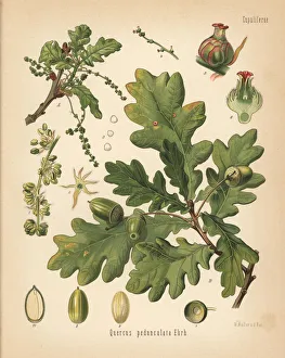 English oak or pedunculate oak, Quercus robur English oak or pedunculate oak, Quercus robur