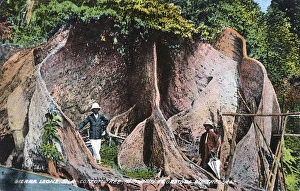 Enormous cotton tree, Sierra Leone, West Africa Enormous cotton tree, Sierra Leone, West Africa