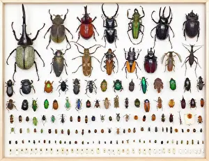 Entomology Specimens Print: Diverse Insect Collection