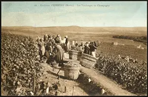 Epernay Vineyards Print