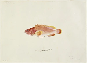 Epinephelus fasciatus, black-tipped rockcod Epinephelus fasciatus, black-tipped rockcod