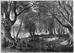 Essex England Prints: Epping Forest