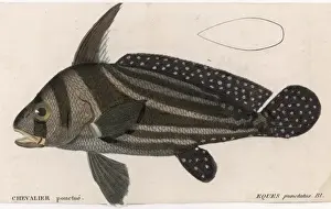 Historical Marine Life Prints: Eques Punctatus (Fish)