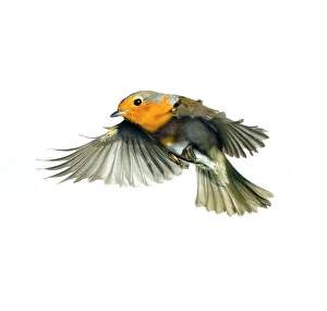 Erithacus rubecula, European robin
