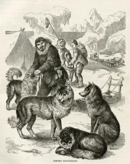 Sled Dog Breeds Prints: Eskimo dog-sledge