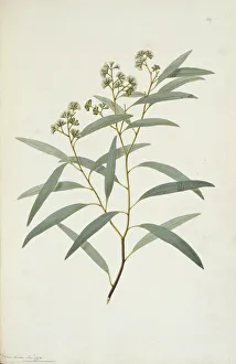 Eucalyptus crebra, narrow leaved ironbark tree Eucalyptus crebra, narrow leaved ironbark tree