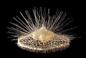 Eucecryphalus schultzei, radiolarian Eucecryphalus schultzei, radiolarian