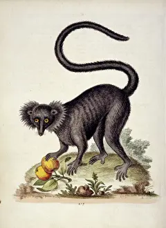 Prints of Plate 217 from Capter 7 of Gleanings of Natural History Vol. 5 by George Edwards (1694-1773), published 1758-1764. Entitled The Black Maucauco E Prints: Black Maucauco Print, Eulemur macaco (1758-1764)