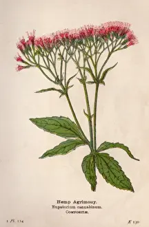 Eupatorium Cannabinum Prints: Eupatorium Cannabinum