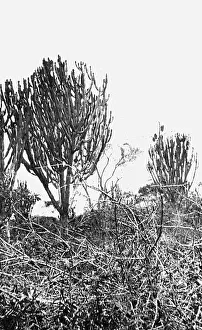Euphorbia Candelabra near Morogoro, East Africa Euphorbia Candelabra near Morogoro, East Africa