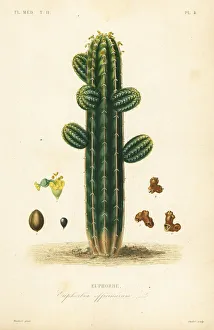 Euphorbia officinarum Euphorbia officinarum