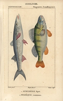 European barracuda or spit fish, Sphyraena European barracuda or spit fish, Sphyraena