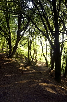 European Beech Trees and a public path on Blackdown European Beech Trees and a public path on Blackdown