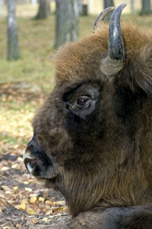 European Bison - adult male bull lying down - mixed forest European Bison - adult male bull lying down - mixed forest