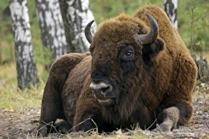 European Bison - a huge adult male bull - part European Bison - a huge adult male bull - part